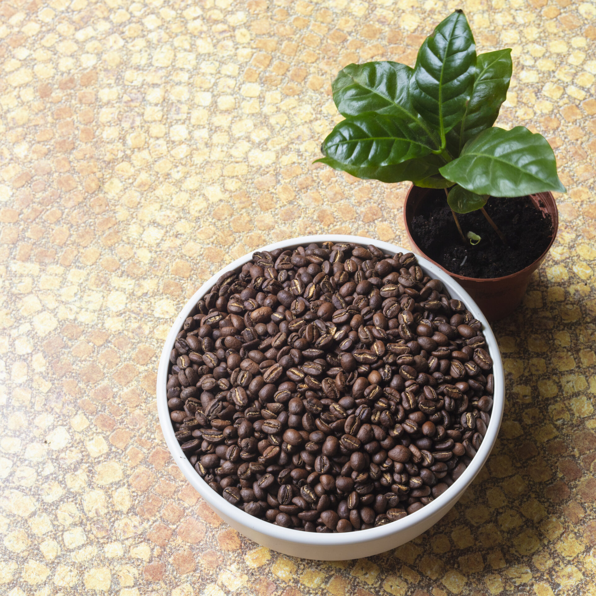 Close up of roasted coffee and a coffee plant